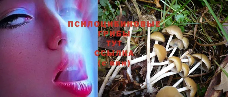 OMG зеркало  Кольчугино  Псилоцибиновые грибы Psilocybe  купить наркоту 